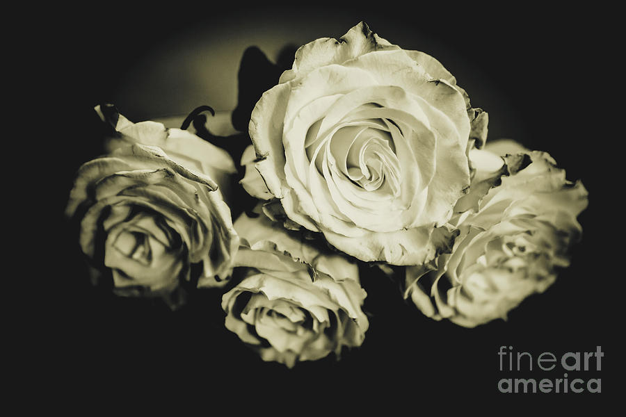 Four Roses Photograph