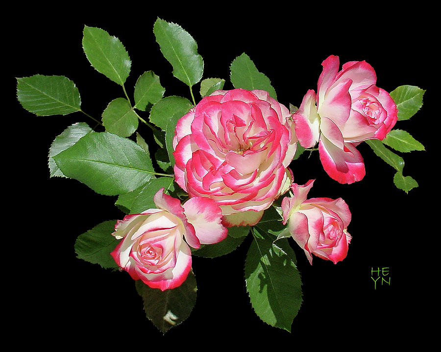 Four Roses Cutout Photograph by Shirley Heyn