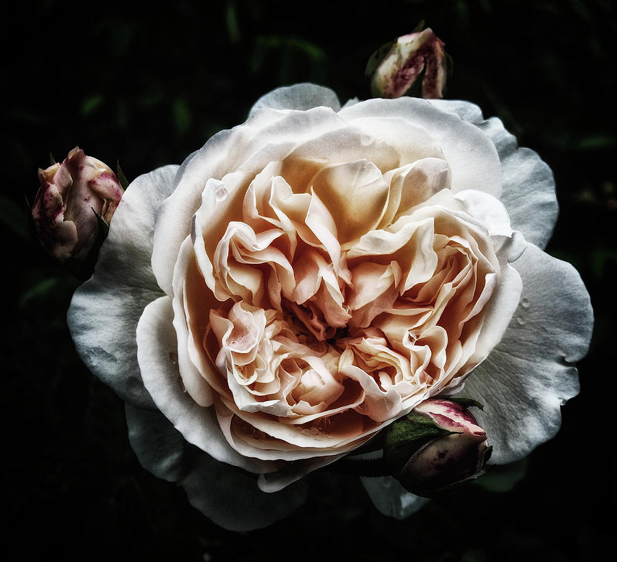 Four Roses Dark Photograph by Philip Openshaw