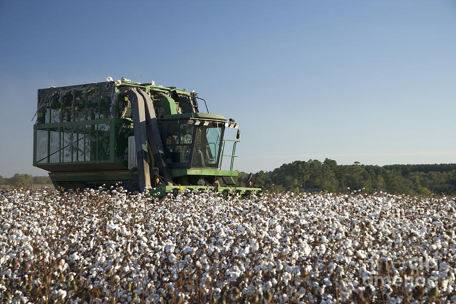 Four Row Picker Harvesting Cotton Photograph by Inga Spence