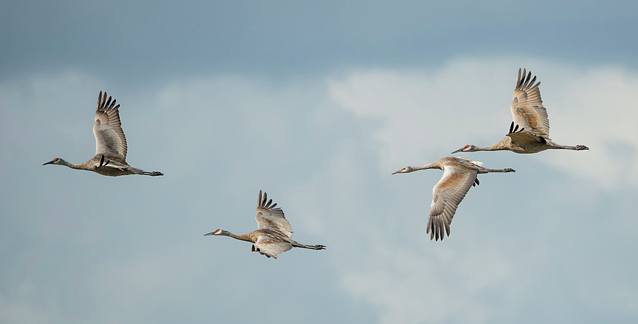 Four Sandhill Cranes in the Storm Photograph by Loree Johnson