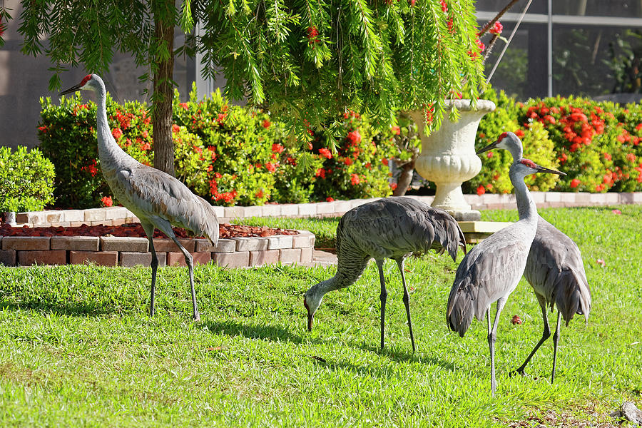 Four Sandhill Cranes Photograph by Sally Weigand