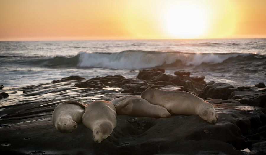 Four Sea Lions passed out on the rocks, San Diego Beach, CA Photograph by Ryan Kelehar