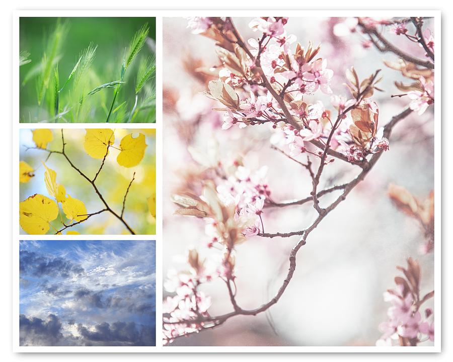 Summer Photograph - Four Seasons Collage. Spring Sakura Bloom by Jenny Rainbow
