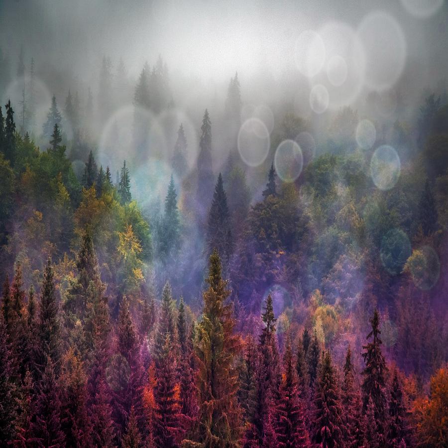 Four Seasons Forest Photograph by Marianna Mills