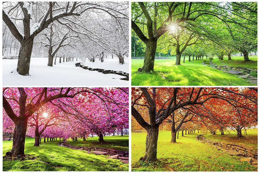 Four Seasons Photograph by Mihai Andritoiu