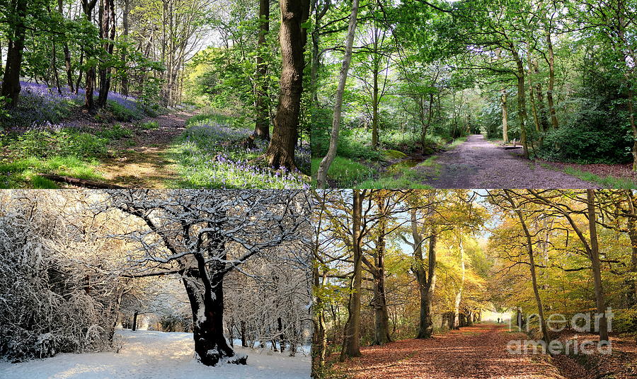 Four Seasons Woodland Photograph