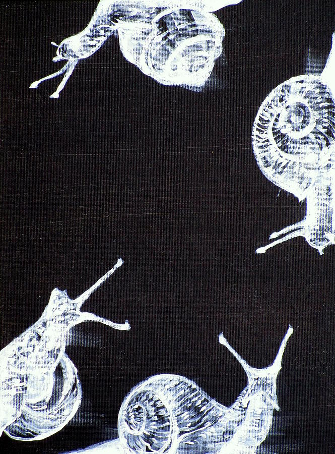 Four Snails Painting by Fabrizio Cassetta