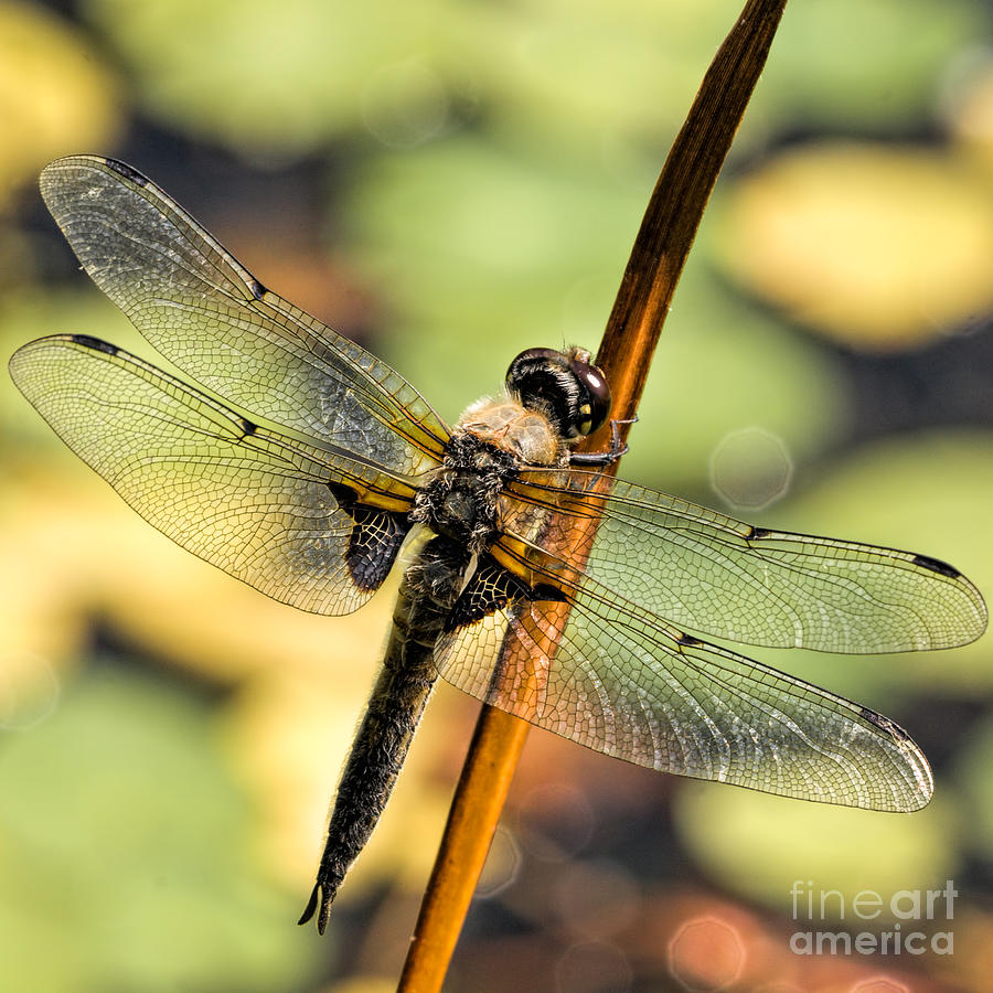 Four-Spotted Chaser Photograph by Joerg Lingnau