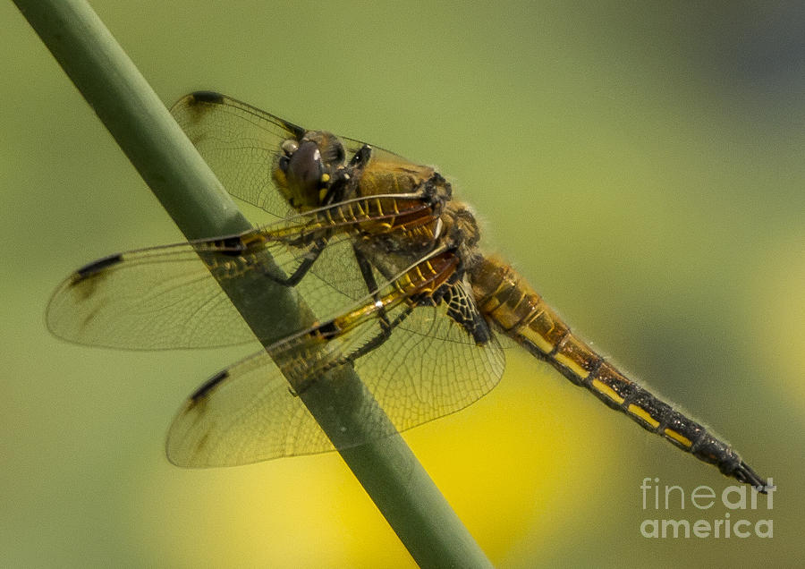 Four Spotted Chaser Photograph by Sandra Cockayne ADPS