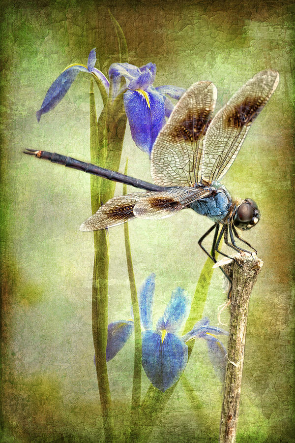 Four Spotted Pennant and Louisiana Irises Photograph by Bonnie Barry