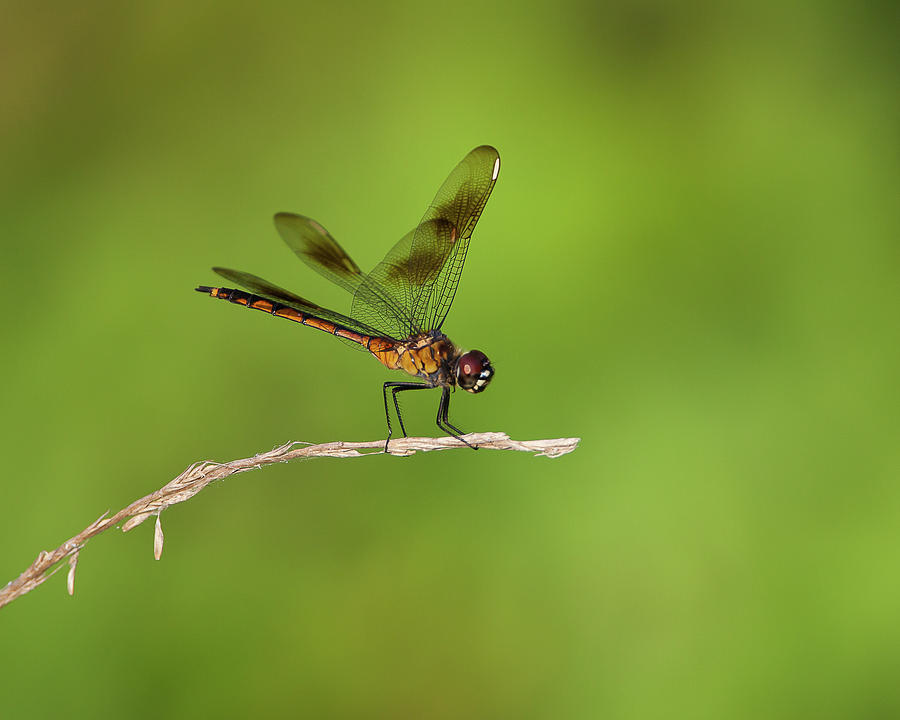 Four-spotted Pennant Photograph by Ronnie Maum