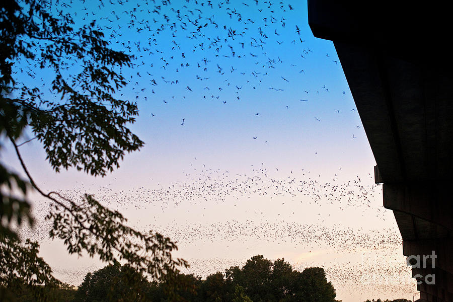 Four streams of Mexican Free-tailed Bats exit the Congress Ave. Bridge Photograph by Dan Herron