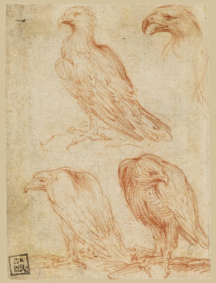 Four Studies of an eagle Drawing by Parmigianino