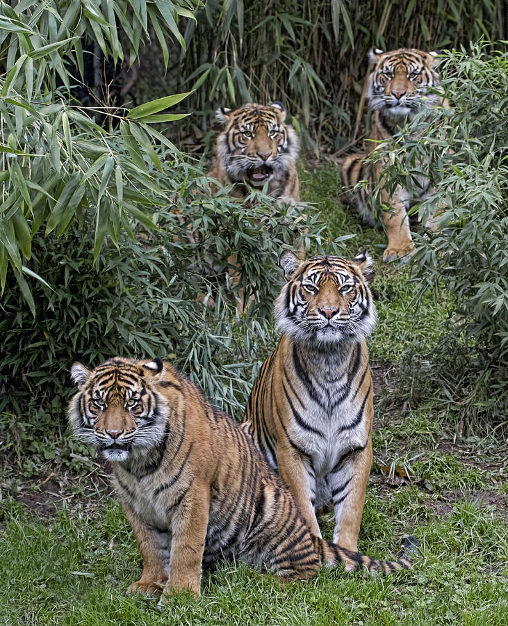 Four Sumatran Tigers Photograph by Wes and Dotty Weber