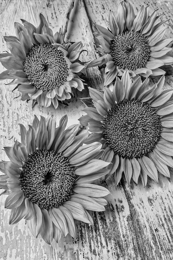 Four Summer Sunflowers Photograph by Garry Gay