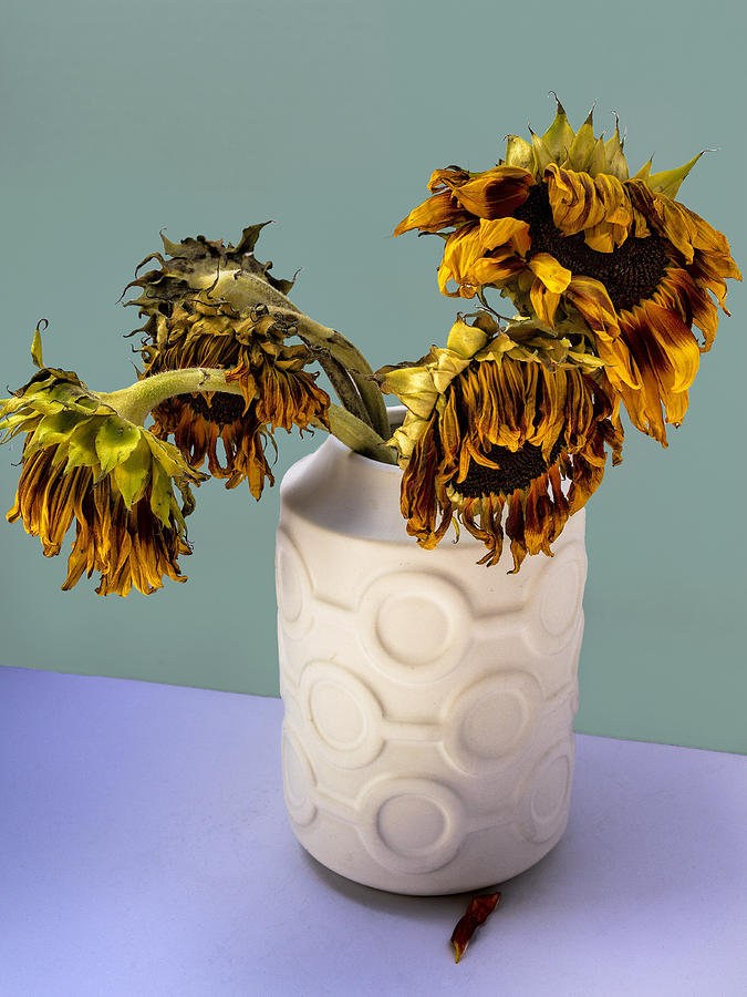 FOUR SUNFLOWERS IN VASE Tournesols Photograph by William Dey