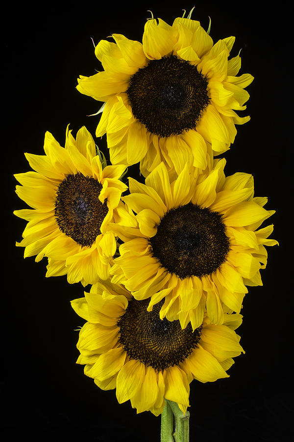 Still Life Photograph - Four Sunny Sunflowers by Garry Gay