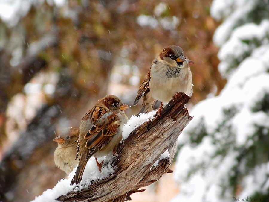 Bird Photograph - Four Sparrows by Deborah Moen