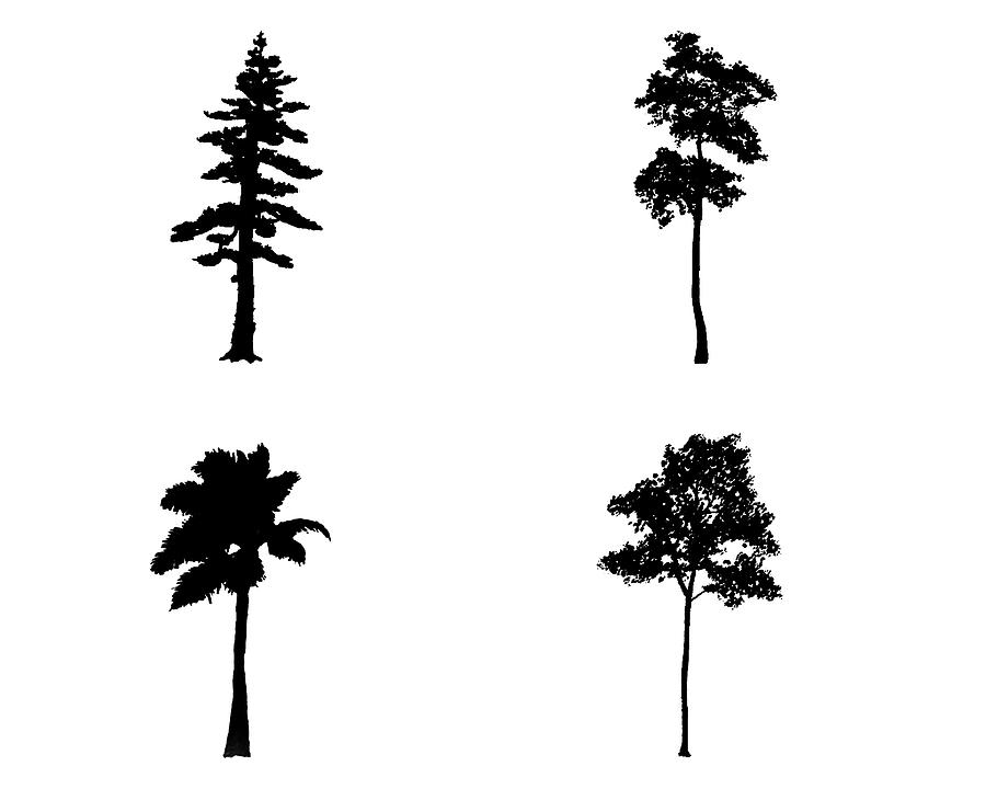 Four Tall Black Trees Digital Art by Roy Pedersen