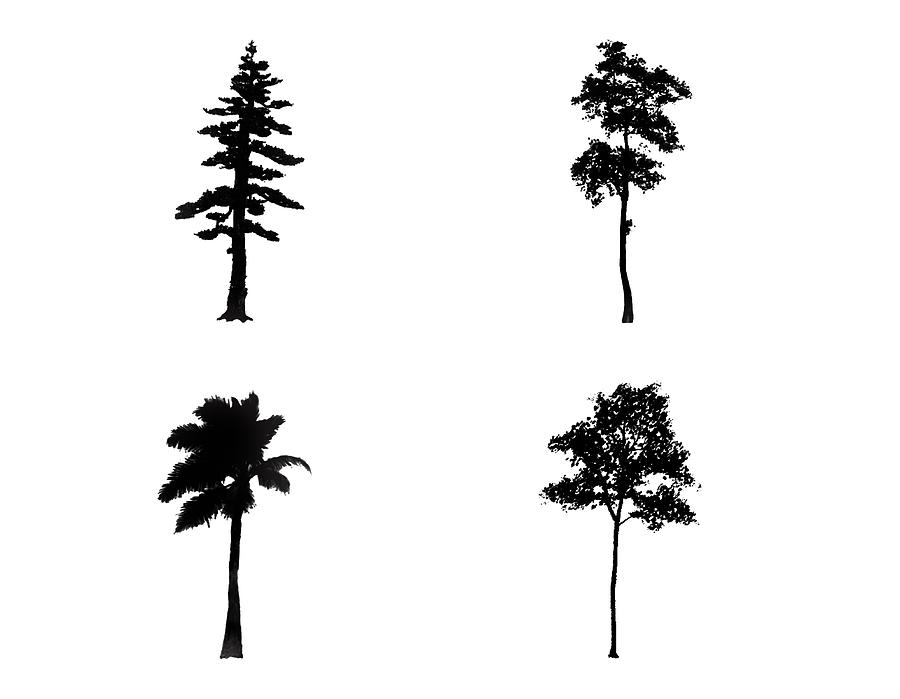 Four Tall Thin Trees Digital Art by Roy Pedersen