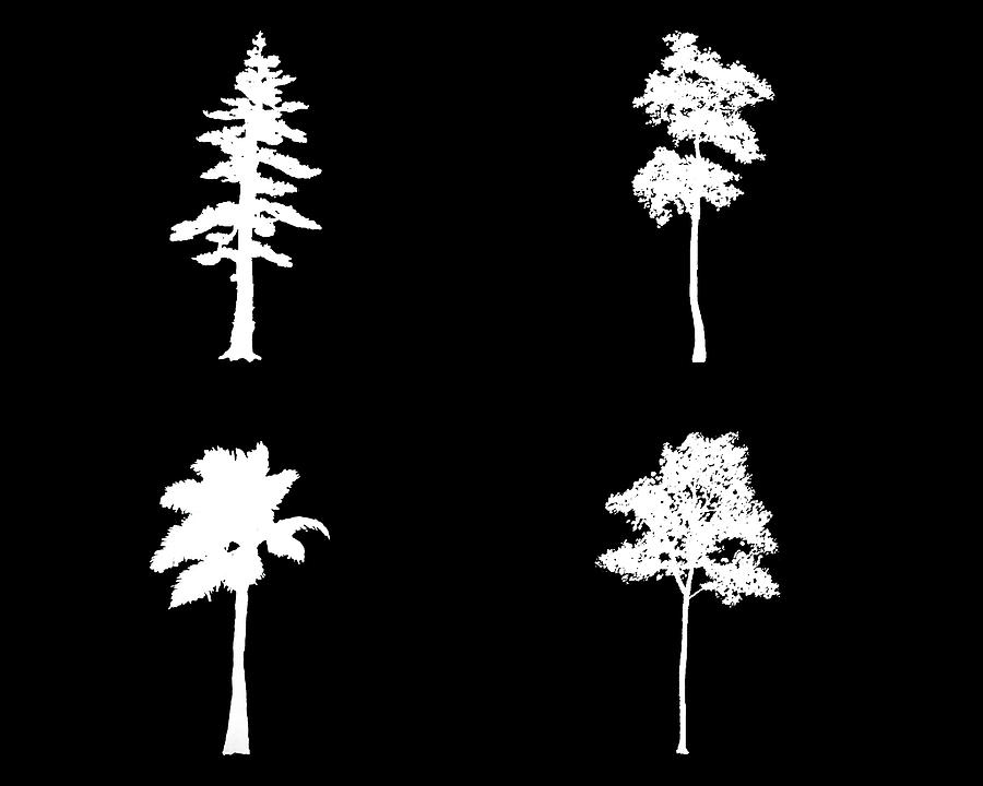 Four Tall White Trees Digital Art by Roy Pedersen