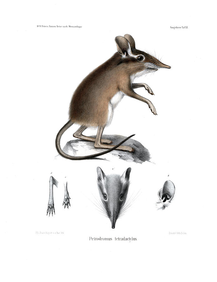 Four-toed Elephant Shrew Drawing by J D L Franz Wagner