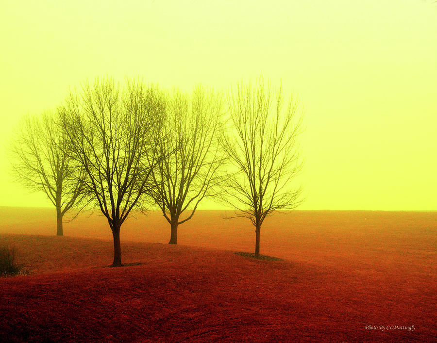 Four Trees Photograph by Coke Mattingly