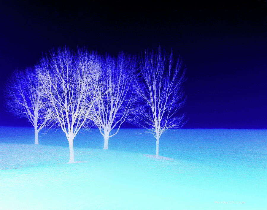 Four Trees in Snow Photograph by Coke Mattingly
