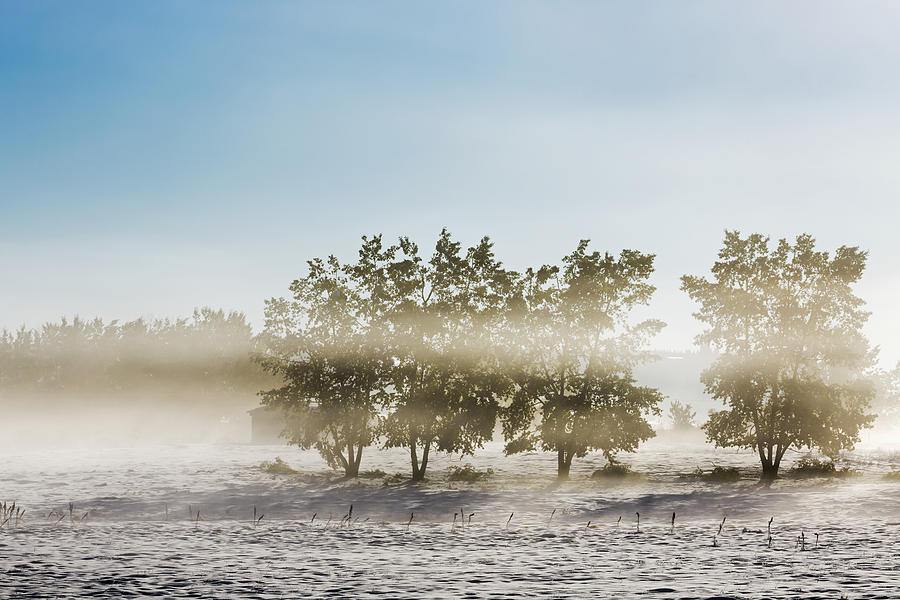 Winter Photograph - Four Trees With Leaves In A Foggy Snow by Michael Interisano