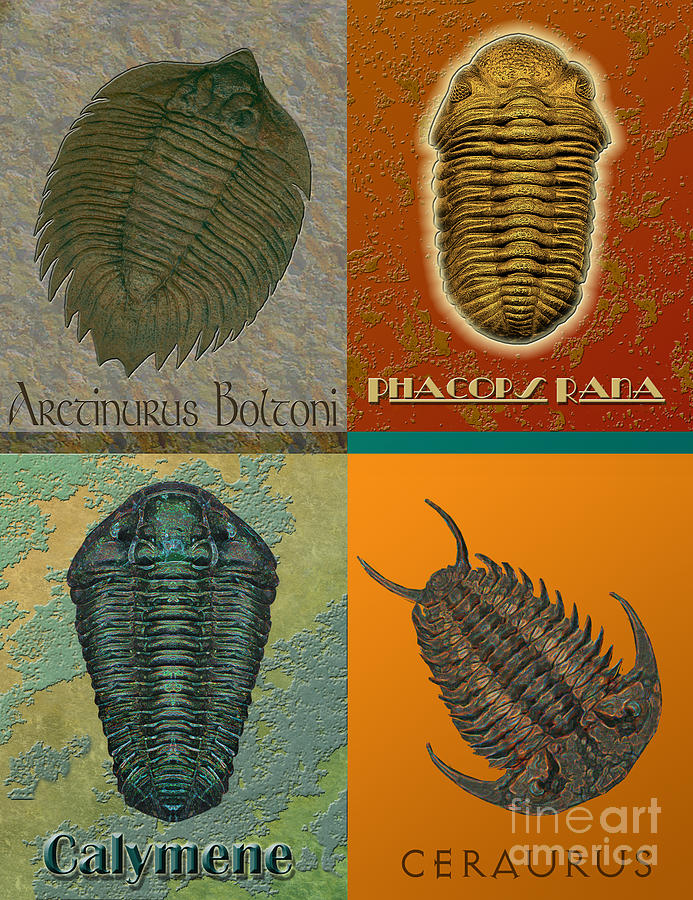 Four Trilobites 2.0 Digital Art by Melissa A Benson - Fine Art America