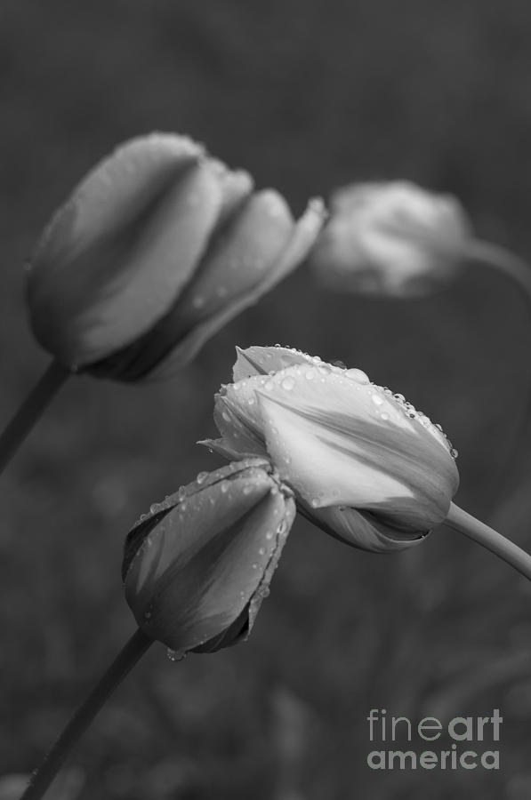 Black And White Photograph - Four Tulips by Konstantin Sevostyanov