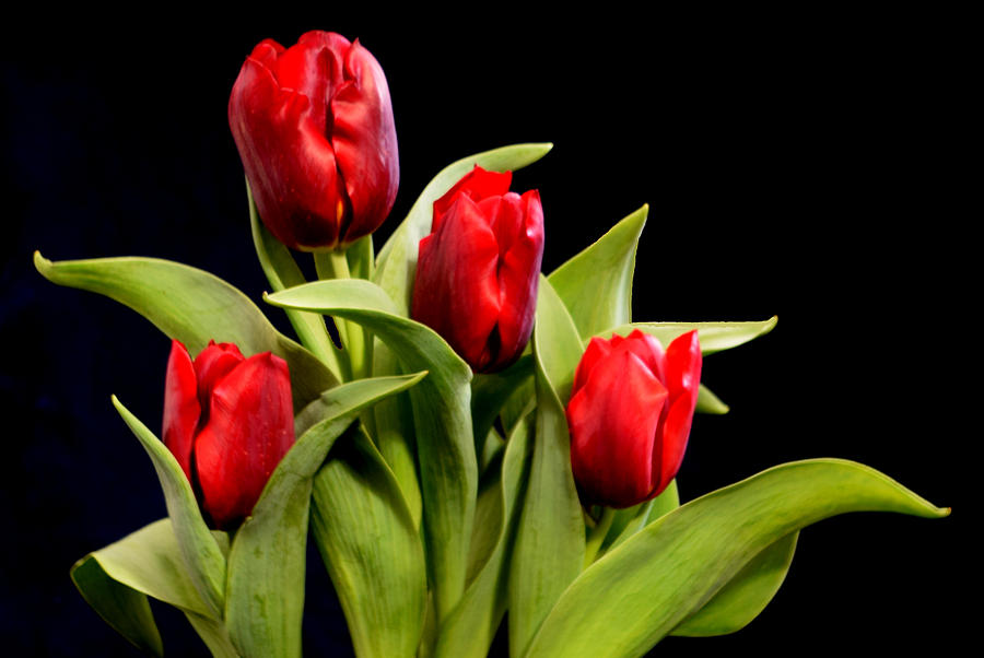 Four Tulips Photograph by R  Allen Swezey
