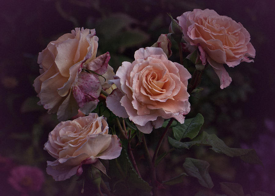 Rose Photograph - Four Vintage Roses by Richard Cummings