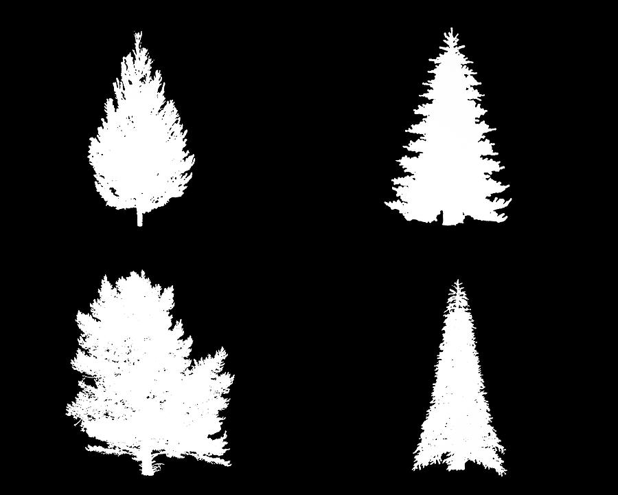Four White Fir Trees Digital Art by Roy Pedersen