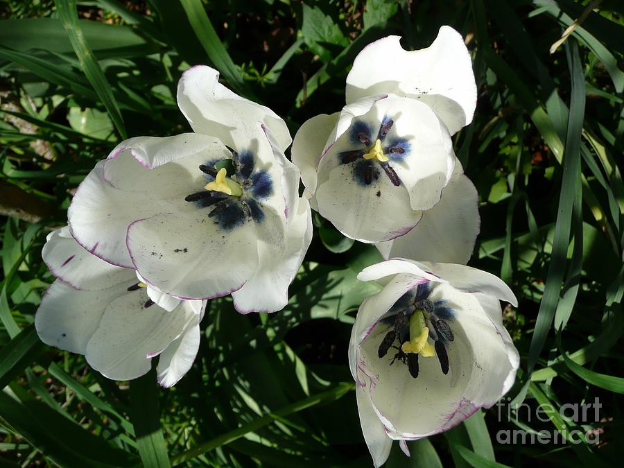 Four White Tulips Photograph by Jean Bernard Roussilhe