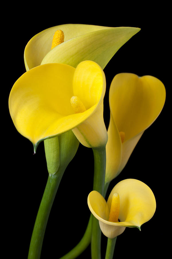 Yellow Photograph - Four yellow calla lilies by Garry Gay