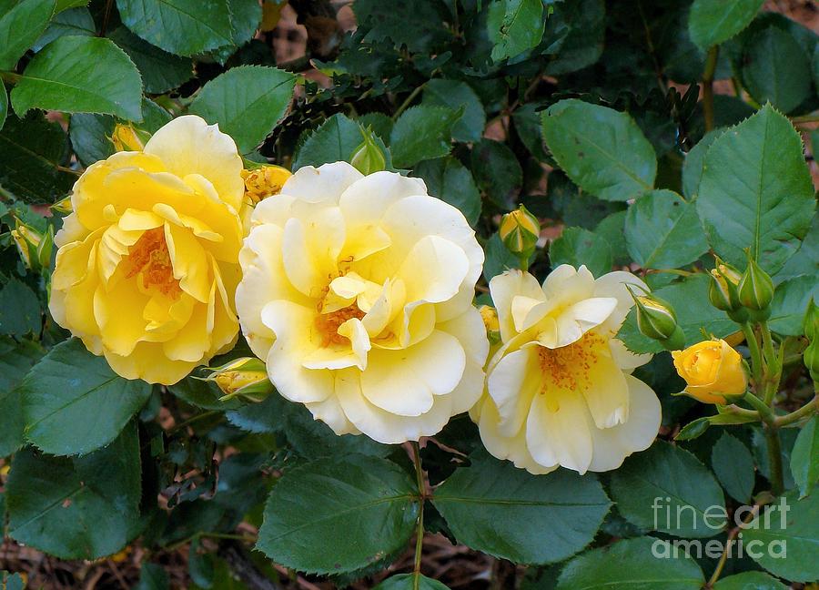 Nature Photograph - Four Yellow Roses by Janette Boyd