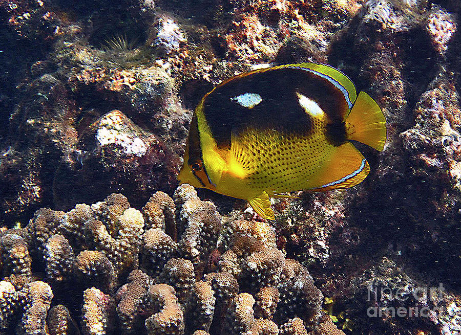Fourspot Butterflyfish Photograph by Bette Phelan