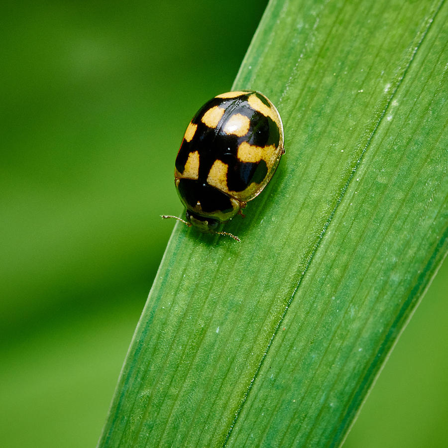 Fourteen spotted Lady Beetle Photograph by Jouko Lehto