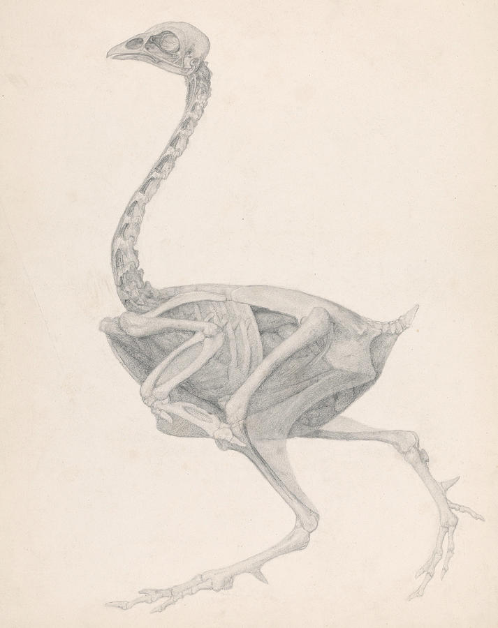 Fowl Body, Lateral View Drawing by George Stubbs