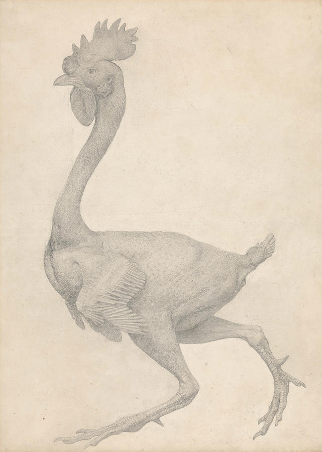 Fowl, Lateral View with Most Feathers Removed  Drawing by George Stubbs