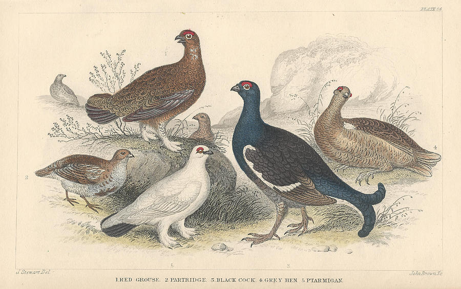 John James Audubon Drawing - Fowl by Dreyer Wildlife Print Collections 
