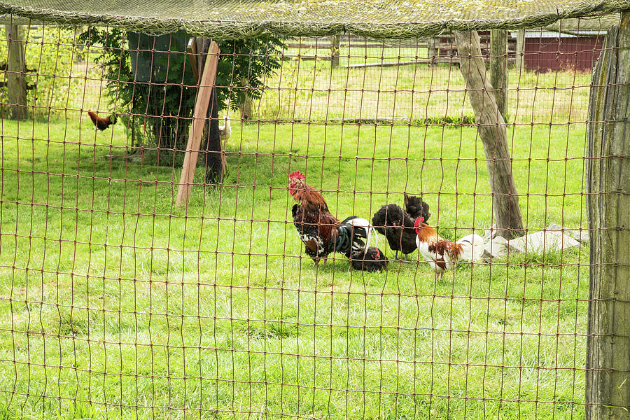 Fowl Residents of Hovander Photograph by Tom Cochran