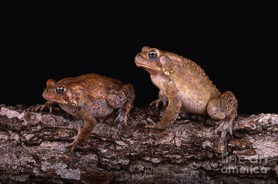 Fowlers And American Toads Photograph by Lynda Richardson