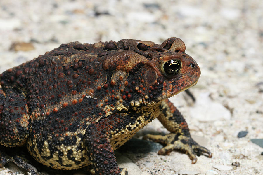 Fowler's Toad #2 Photograph by Judy Whitton