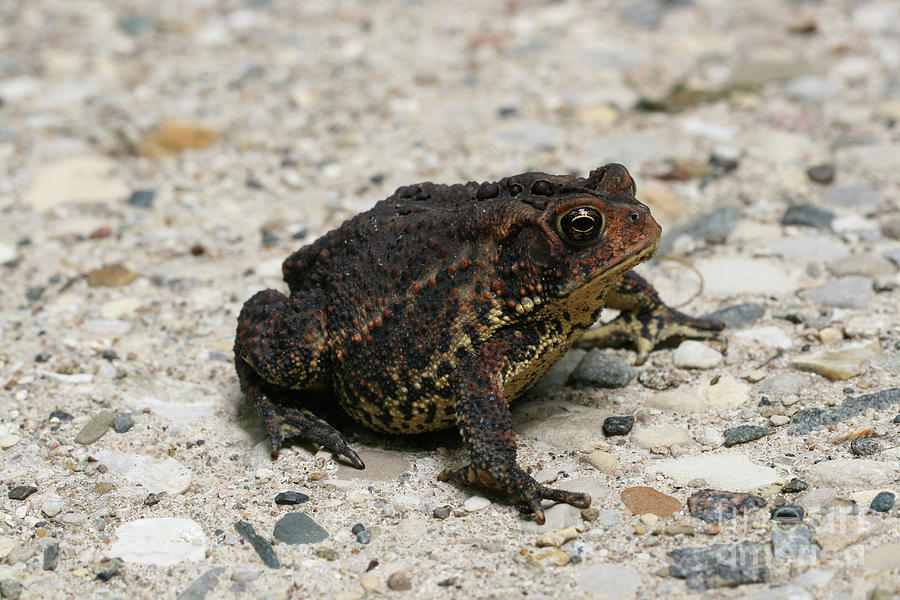 Fowler's Toad Photograph By Judy Whitton