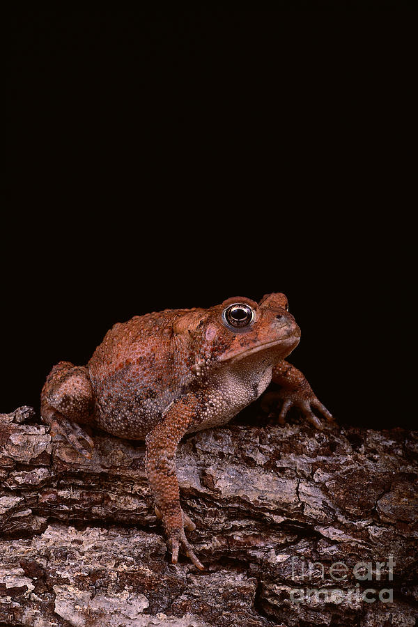 Fowlers Toad Photograph by Lynda Richardson