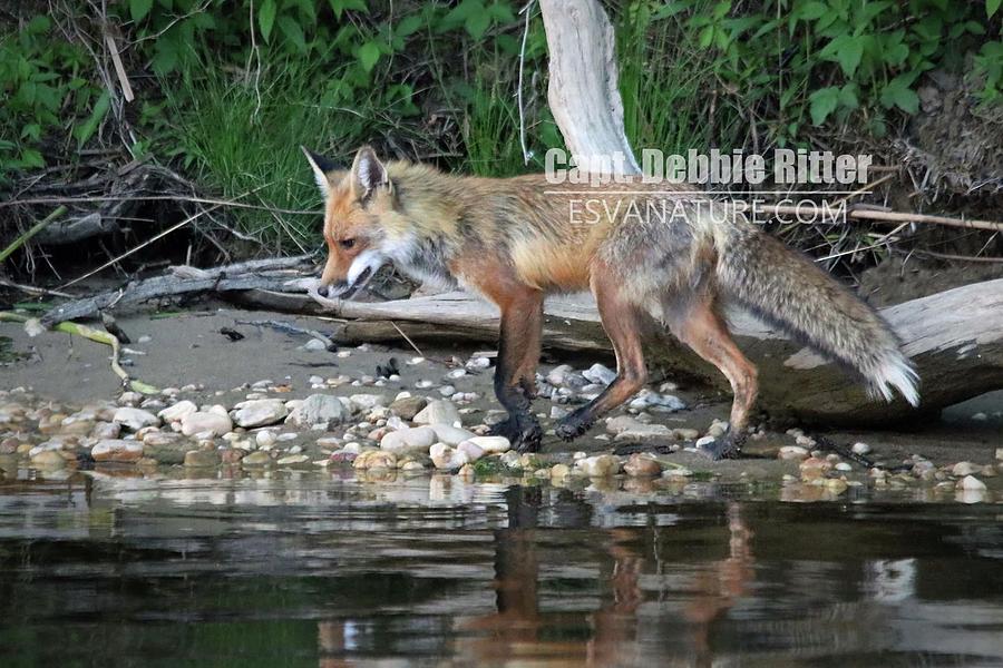 Fox 0297 by Captain Debbie Ritter Fox 0297 by Captain Debbie Ritter