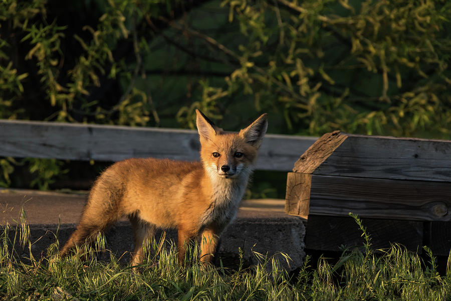 Fox 2 Photograph by Jay Stockhaus